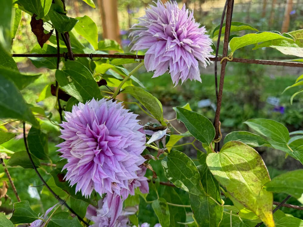 Clematis Josephine 'Evijohill' (Josephine Clematis) — Northwest Blooms